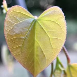 Meet your Posher, Adu